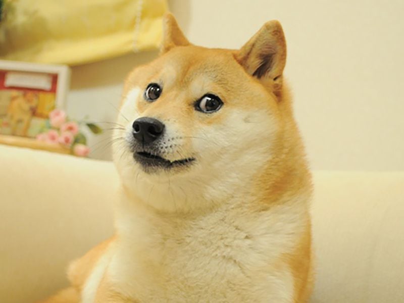 Polygon Labs Deprecates ‘Polygon Edge,’ Used to Build Dogechain, Which Uses Dogecoin for Gas
