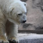 Monero Triggers Retail Alert That Preceded ZEC And DASH Drops As Privacy Coin Hype Returns